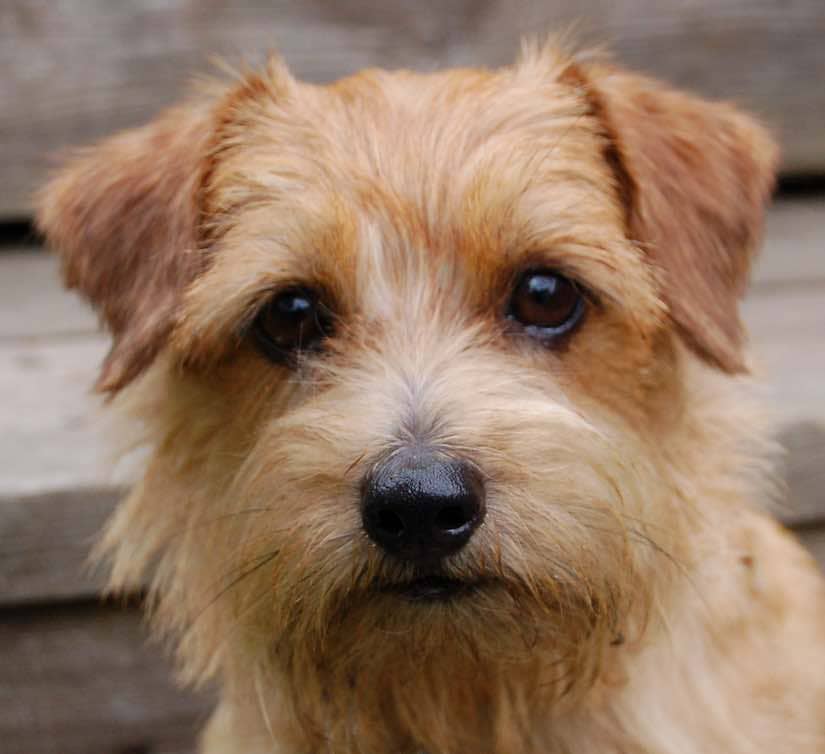 Norfolk Terrier temperament