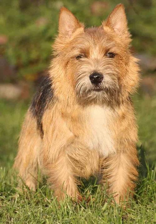 Norwich Terrier temperament