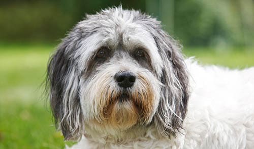 Polish Lowland Sheepdog temperament