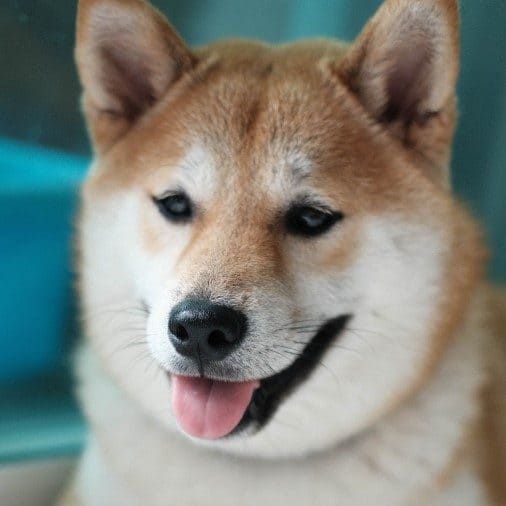 Shiba Inu temperament