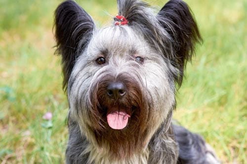 Skye Terrier temperament