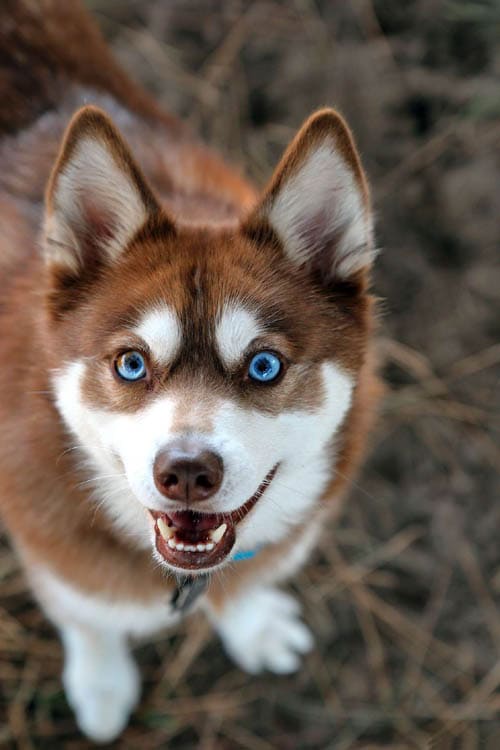 Alaskan Klee Kai temperament