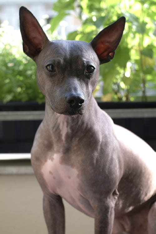 American Hairless Terrier temperament