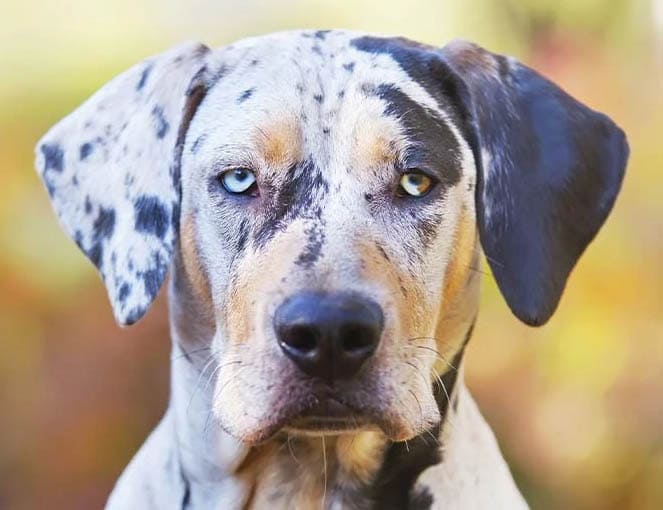 Catahoula Leopard Dog temperament