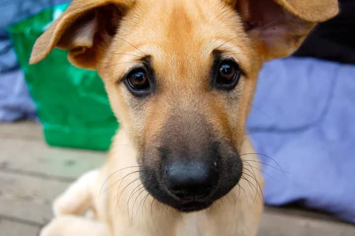 Chinook Dog temperament