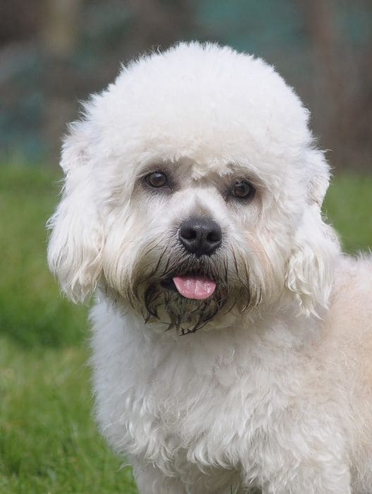 Dandie Dinmont Terrier temperament