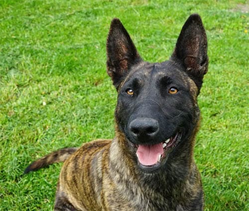 Dutch Shepherd temperament