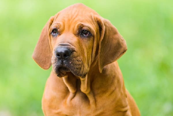 Fila Brasileiro temperament