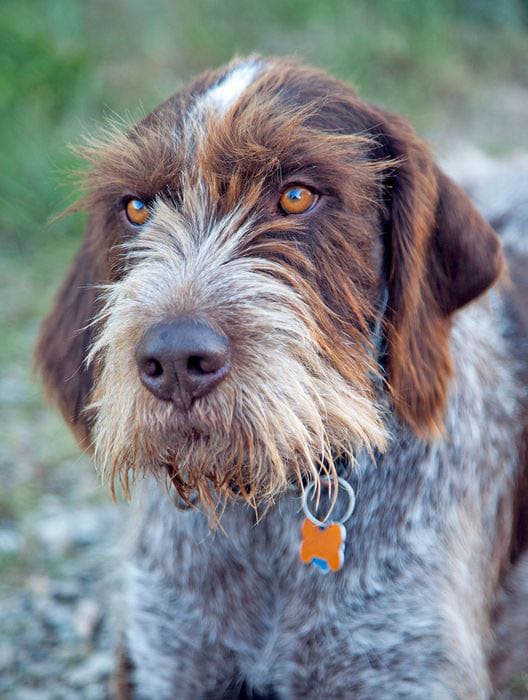 German Wirehaired Pointer temperament