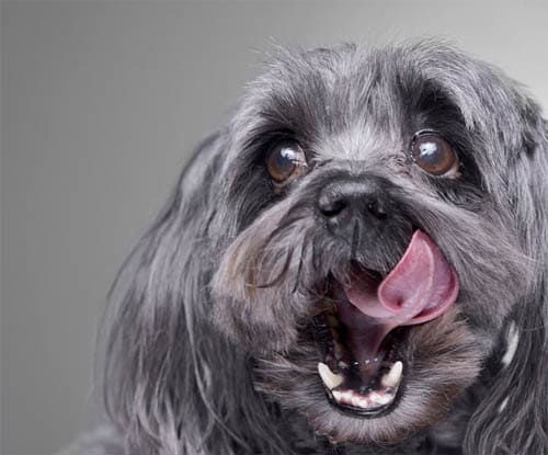 Havanese temperament