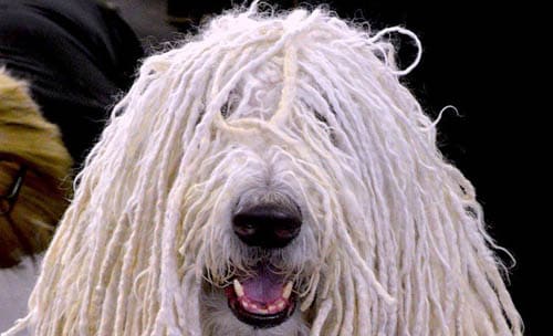 Komondor temperament