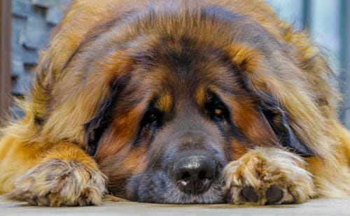 Leonberger temperament