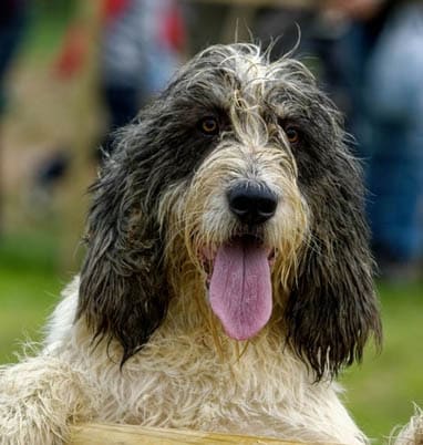 Otterhound temperament