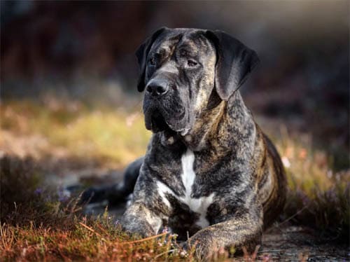 Perro de Presa Canario temperament