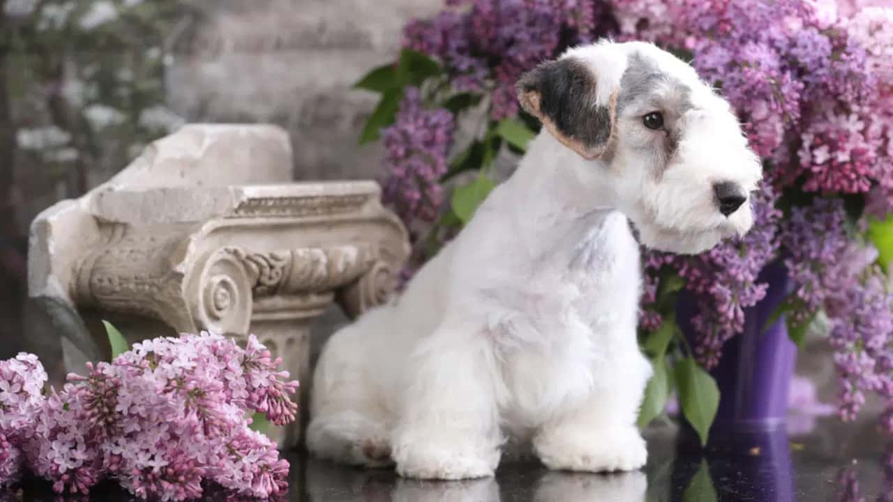 Sealyham Terrier temperament