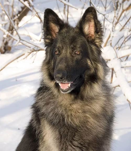 Shiloh Shepherd temperament