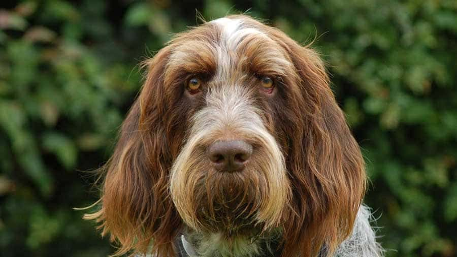 Spinone Italiano temperament