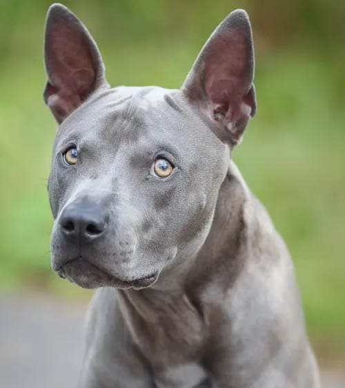 Thai Ridgeback temperament