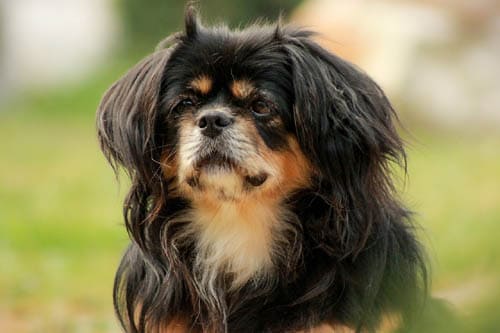 Tibetan Spaniel temperament