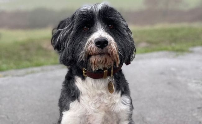 Tibetan Terrier temperament