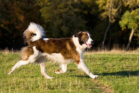 MODERN EXTINCT DOG BREEDS