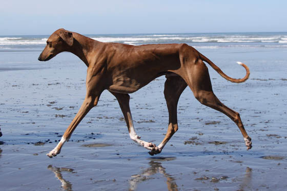MODERN EXTINCT DOG BREEDS