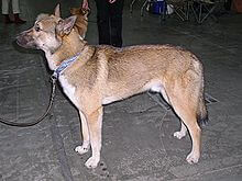 MODERN EXTINCT DOG BREEDS