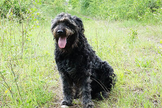 MODERN EXTINCT DOG BREEDS
