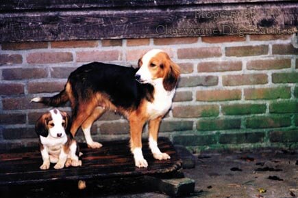 MODERN EXTINCT DOG BREEDS
