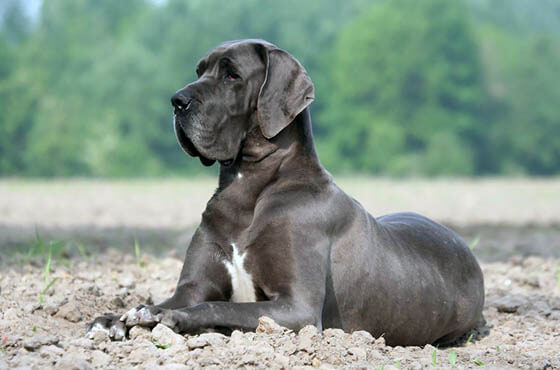 Strongest Dog Breeds