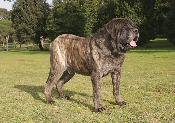Strongest Dog Breeds