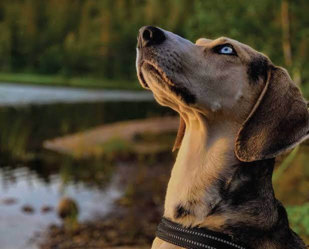 MODERN EXTINCT DOG BREEDS