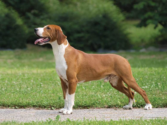 MODERN EXTINCT DOG BREEDS
