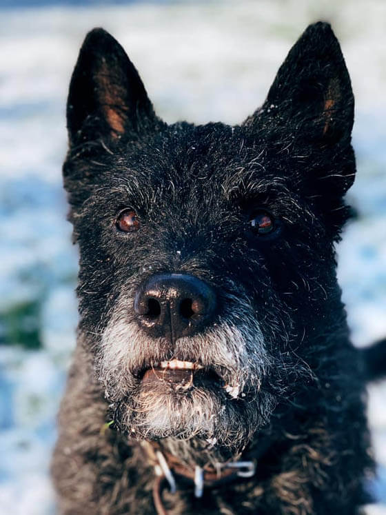 MODERN EXTINCT DOG BREEDS