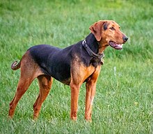 MODERN EXTINCT DOG BREEDS