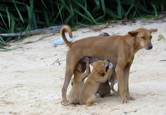 MODERN EXTINCT DOG BREEDS