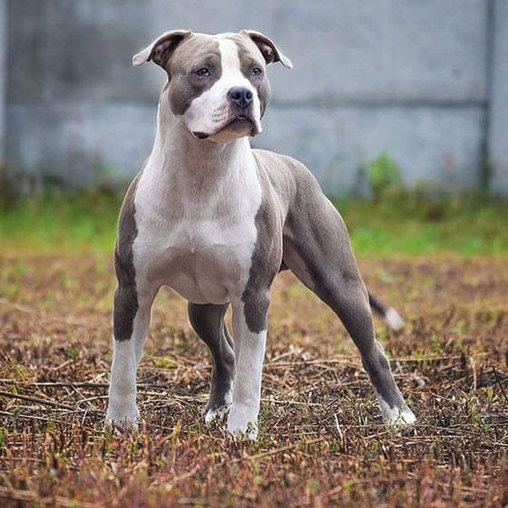MOST AGGRESSIVE DOG BREEDS