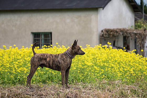 MODERN EXTINCT DOG BREEDS
