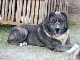 MODERN EXTINCT DOG BREEDS