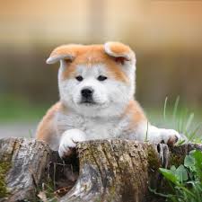 Dogs with the strongest bite