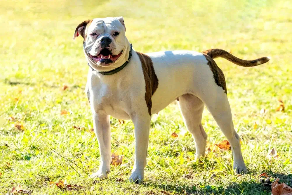 MOST AGGRESSIVE DOG BREEDS