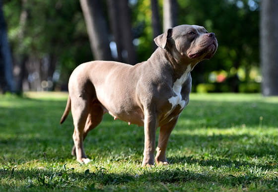MOST AGGRESSIVE DOG BREEDS