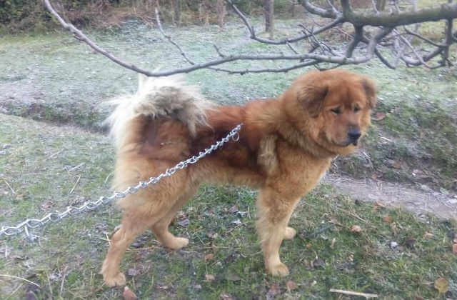 MODERN EXTINCT DOG BREEDS