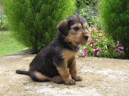 MODERN EXTINCT DOG BREEDS