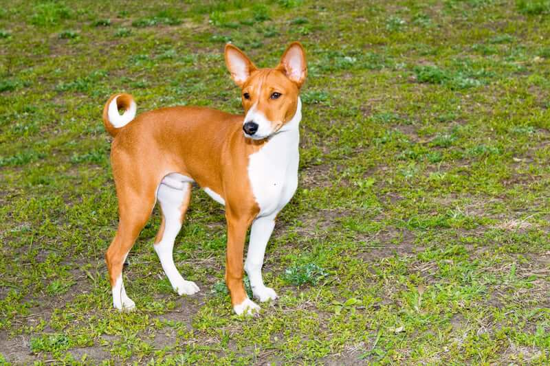 MOST AGGRESSIVE DOG BREEDS