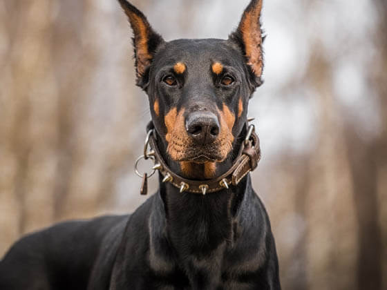 MOST AGGRESSIVE DOG BREEDS