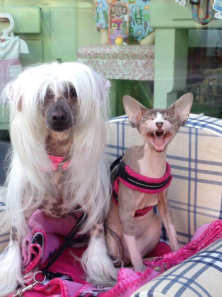VELCRO DOG BREEDS - CHINESE CRESTED