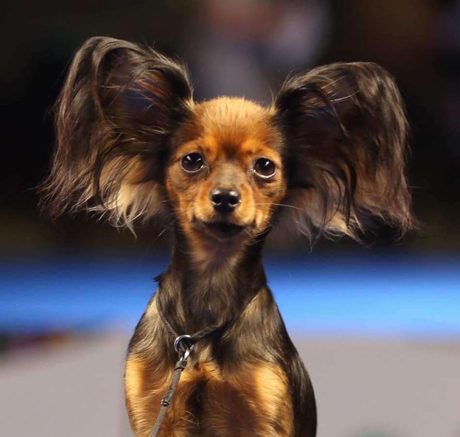 VELCRO DOG BREEDS - RUSSIAN TOY