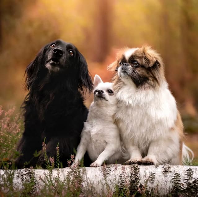 Dog and Puppy taste & flavor, Dog Flavours