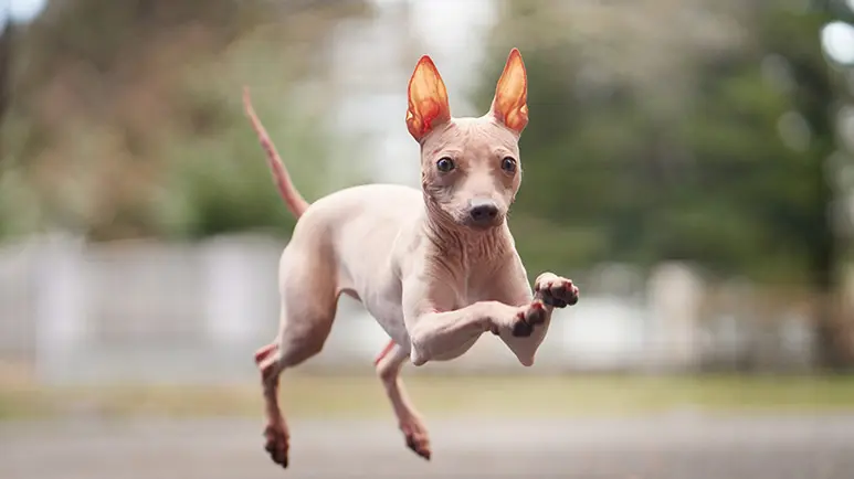 Smallest Dog Breeds
